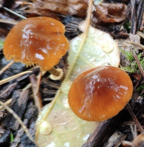 Conocybe Pholiotina 