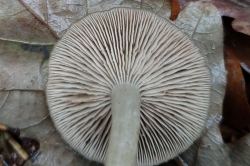 Gills