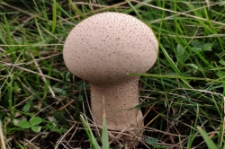 Pestle Puffball