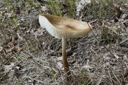 Habitat