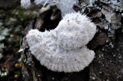 Fruiting Body