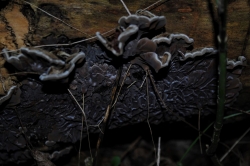 Tripe Fungus