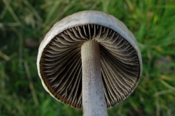 Gills