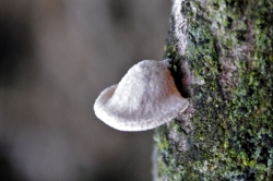 Fruiting Body