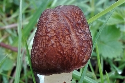 Fruiting Body