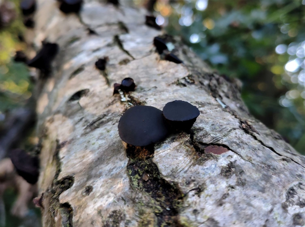 Black Bulgar