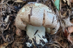 The Almond mushroom