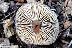 Gills