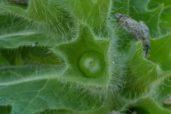 Fruit