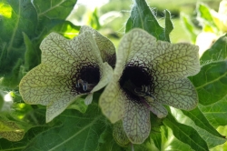 Henbane