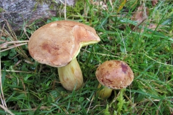 Suede Bolete