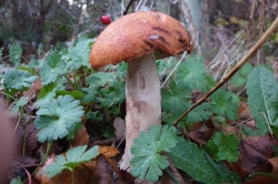 Aspen Bolete