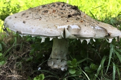 Warted Amanita