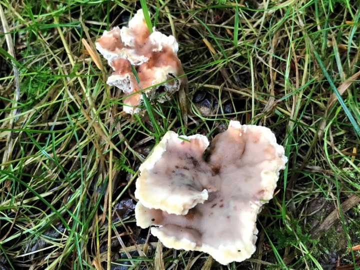 Blushing Rosette - Wild Food UK
