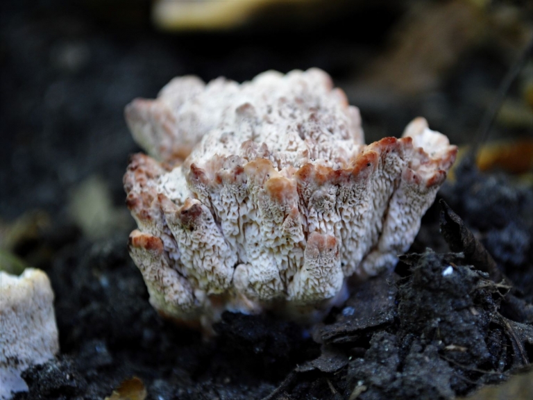 Blushing Rosette - Wild Food UK