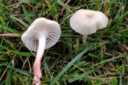 Cedarwood Waxcap