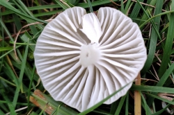 Gills