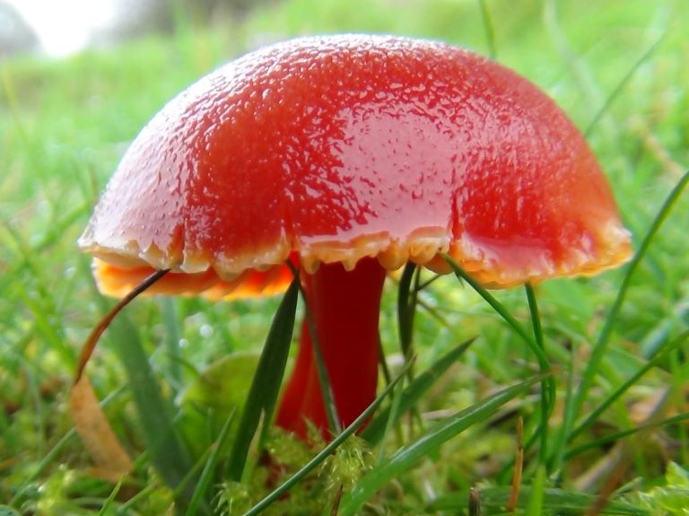 Test your mushroom knowledge with this educational quiz