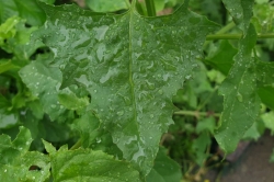 Leaves