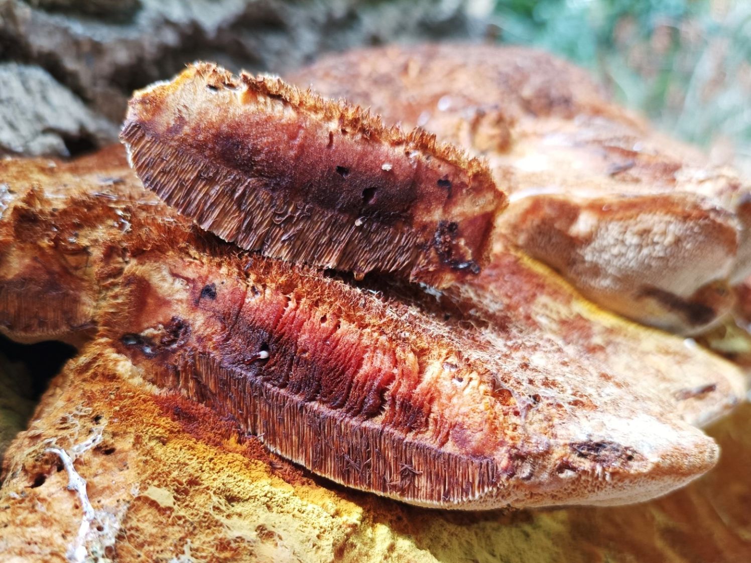 3D jinsiy aloqa simulator Sankt-Peterburgda Tamil eskorti