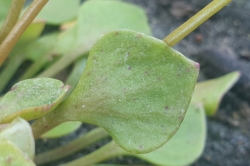 Basal Leaves