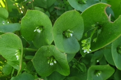 Flower Buds