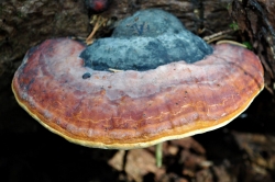 Red-Belted Bracket