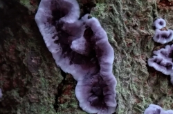 Silverleaf Fungus