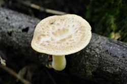 Tuberous Polypore