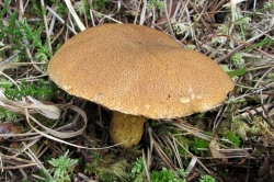 Velvet Bolete