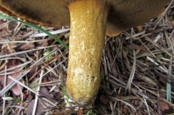 Stem