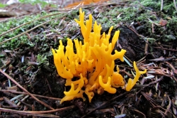 Yellow Stagshorn