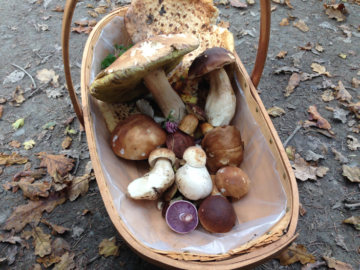Frome Foraging Courses