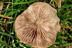 Gills