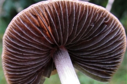 Gills