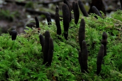 Dead Man's Fingers