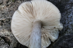 Gills