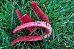 Devil's Fingers