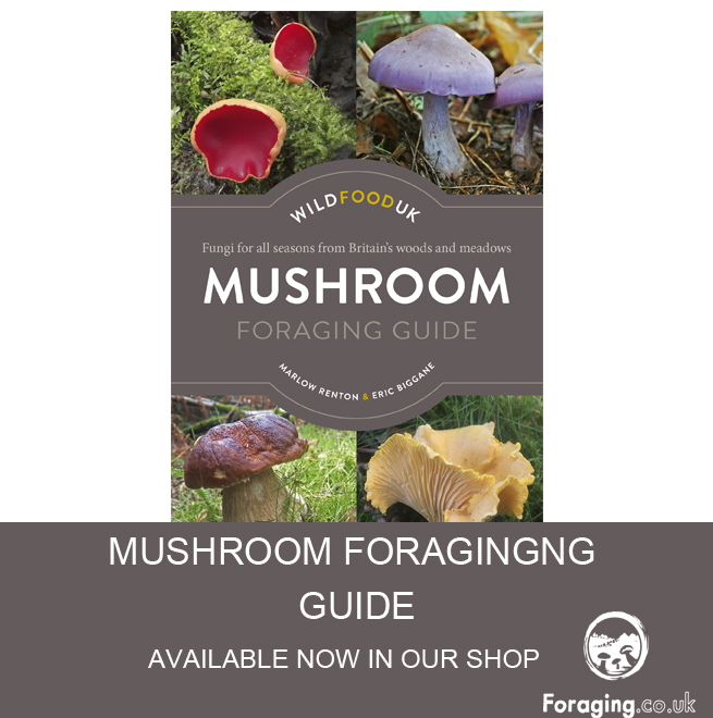 WildFood Mushroom Foraging Guide