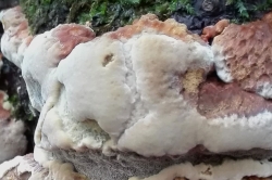 Fruiting Body