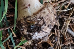 Bulbous Base