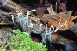 Candlesnuff Fungus