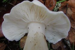 Gills