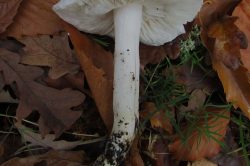 Stem