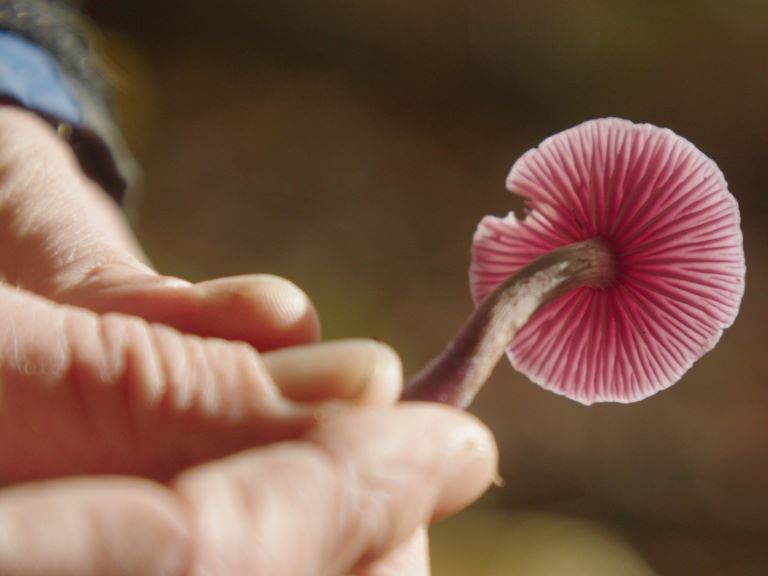 Finding Fungi