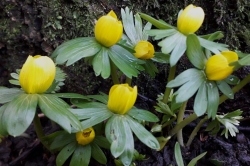 Winter Aconite