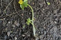 Flower Stem