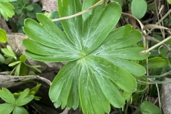 Leaves