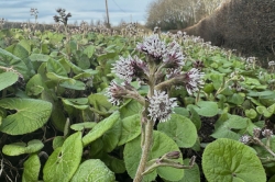 Winter Heliotrope