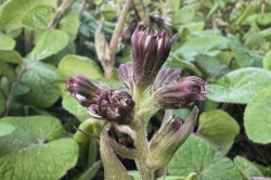 Flower Buds